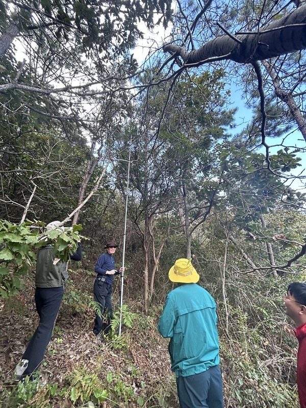 신안에서 세계 최대 직경 모새나무 군락지 발견..'모새나무 군락지 실태조사 및 보호 방안 마련' 1