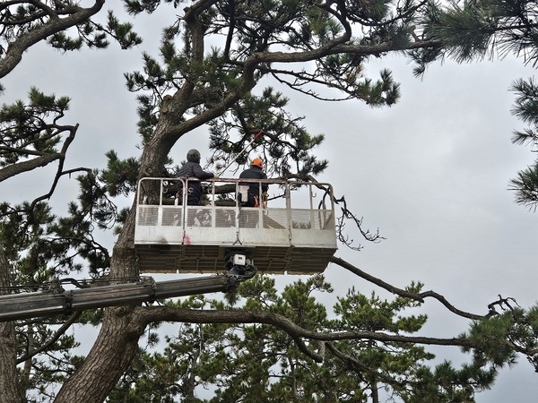 신안군 마을 보호수 정비사업 완료 1