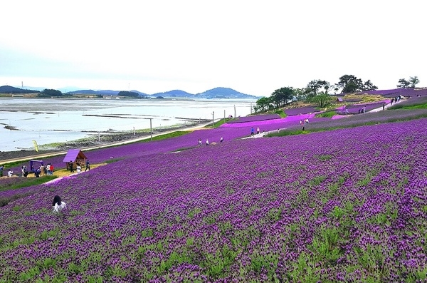‘퍼플섬’ 대한민국 대표 관광지 100선 선정 쾌거..