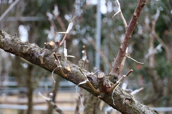 신안군 임자도 백매화 1,200주 붉은 꽃을 피우다..‘홍매화의 섬’ 조성 박차 2