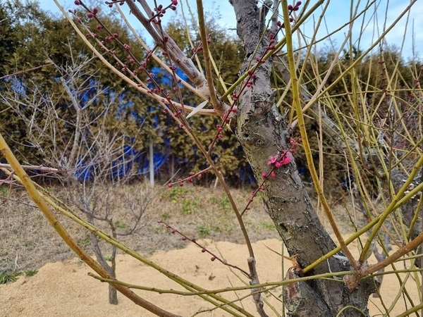 신안군 임자도 백매화 1,200주 붉은 꽃을 피우다..‘홍매화의 섬’ 조성 박차 3