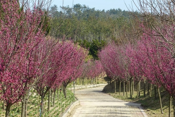 신안군 임자도 백매화 1,200주 붉은 꽃을 피우다..‘홍매화의 섬’ 조성 박차 4