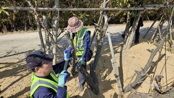 신안군 임자도 백매화 1,200주 붉은 꽃을 피우다..‘홍매화의 섬’ 조성 박차 1