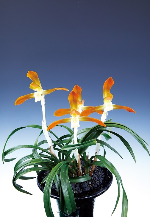 명품 춘란의 자생지 암태도에서 열네번째 춘란전시 개최..