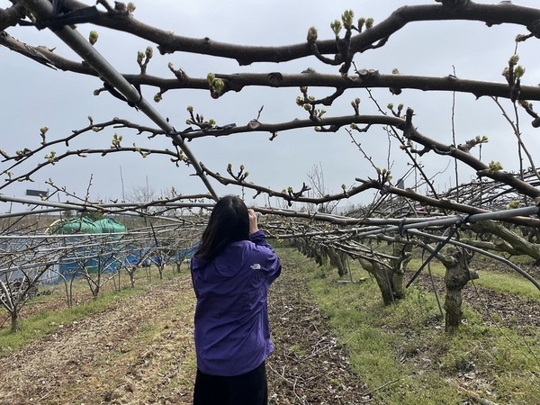 신안군, 배 재배 농가 ‘과수화상병’ 사전방제 약제 지원..