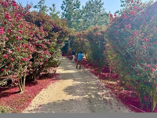 “‘섬 겨울꽃 송별축제’, 겨울꽃의 작별인사”..신안군, 4일간의 겨울의 아름다움과 따뜻한 인사를 전하다 2