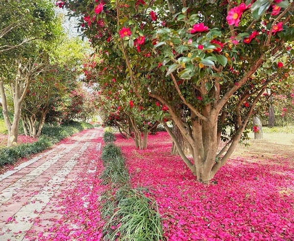 “‘섬 겨울꽃 송별축제’, 겨울꽃의 작별인사”..신안군, 4일간의 겨울의 아름다움과 따뜻한 인사를 전하다 3