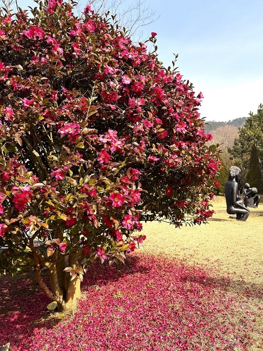 “‘섬 겨울꽃 송별축제’, 겨울꽃의 작별인사”..신안군, 4일간의 겨울의 아름다움과 따뜻한 인사를 전하다 4