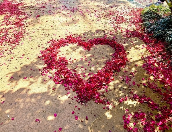 “‘섬 겨울꽃 송별축제’, 겨울꽃의 작별인사”..신안군, 4일간의 겨울의 아름다움과 따뜻한 인사를 전하다 5