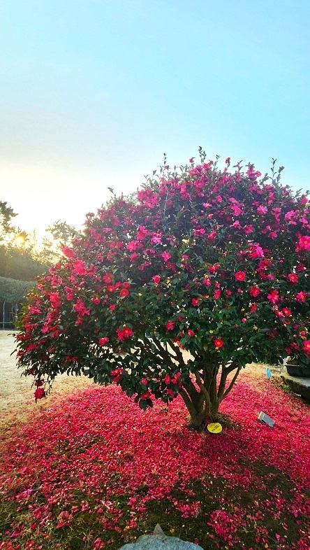 “‘섬 겨울꽃 송별축제’, 겨울꽃의 작별인사”..신안군, 4일간의 겨울의 아름다움과 따뜻한 인사를 전하다 1