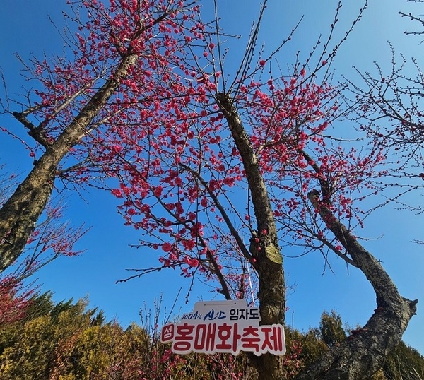 신안군, 만개한 홍매화꽃으로 관광객들 끌어모아..