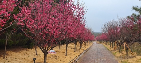 신안군, 만개한 홍매화꽃으로 관광객들 끌어모아..
