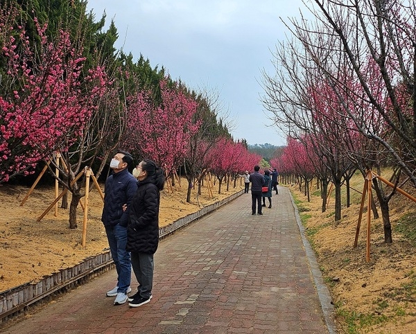 신안군, 만개한 홍매화꽃으로 관광객들 끌어모아..