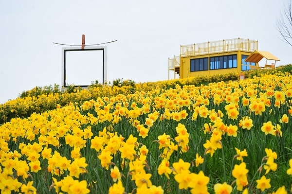 “봄의 정령 수선화! 신안으로 보러 오세요”..30년 전 한 여인의 손끝에서 시작된 봄의 기적 2