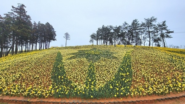 “봄의 정령 수선화! 신안으로 보러 오세요”..30년 전 한 여인의 손끝에서 시작된 봄의 기적 3