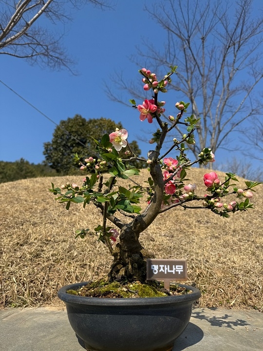 ‘신안군, 봄의 선물 ‘명자나무 특별전’ 개최..'화사한 명자나무 꽃이 피는 신안 1004섬 분재정원으로 떠나보자' 1