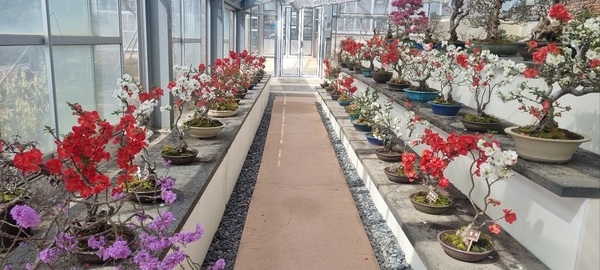 ‘신안군, 봄의 선물 ‘명자나무 특별전’ 개최..'화사한 명자나무 꽃이 피는 신안 1004섬 분재정원으로 떠나보자' 3