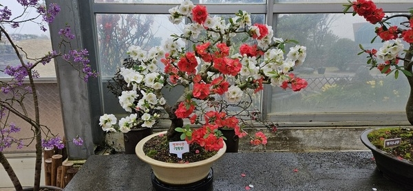 ‘신안군, 봄의 선물 ‘명자나무 특별전’ 개최..'화사한 명자나무 꽃이 피는 신안 1004섬 분재정원으로 떠나보자' 2