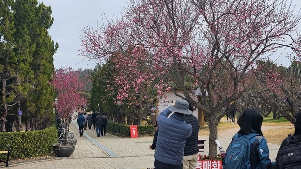 끝나지 않은 축제, 임자도의‘홍매화’에 미치다! 2