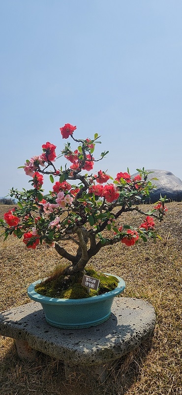 ‘명자나무 꽃길 따라, 1004섬에서 만나는 분재의 美’..