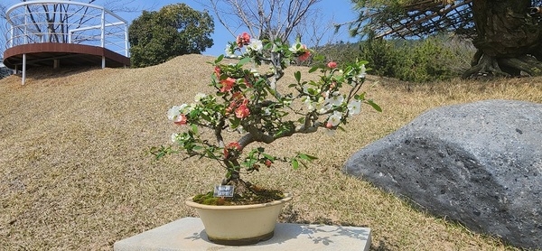 ‘명자나무 꽃길 따라, 1004섬에서 만나는 분재의 美’..