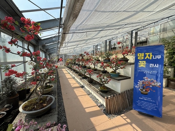 ‘명자나무 꽃길 따라, 1004섬에서 만나는 분재의 美’..