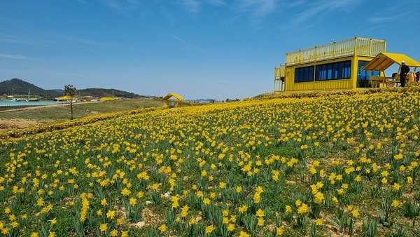 ‘2025 섬 수선화축제’만반의 준비 완료!..