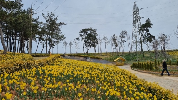 ‘2025 섬 수선화축제’만반의 준비 완료!..