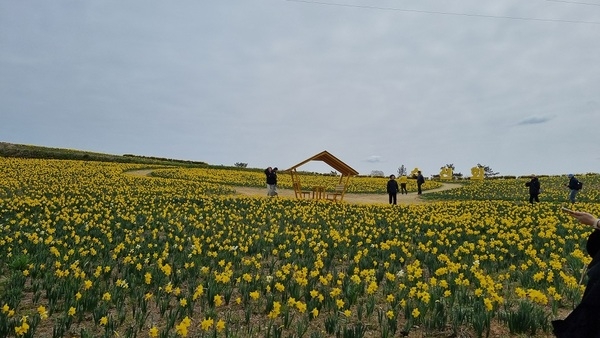 ‘2025 섬 수선화축제’만반의 준비 완료!..