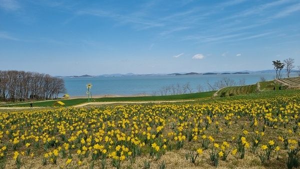 ‘2025 섬 수선화축제’만반의 준비 완료!..