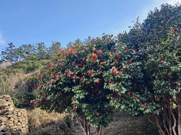 흑산도 ‘동백의 섬’ 선포식..