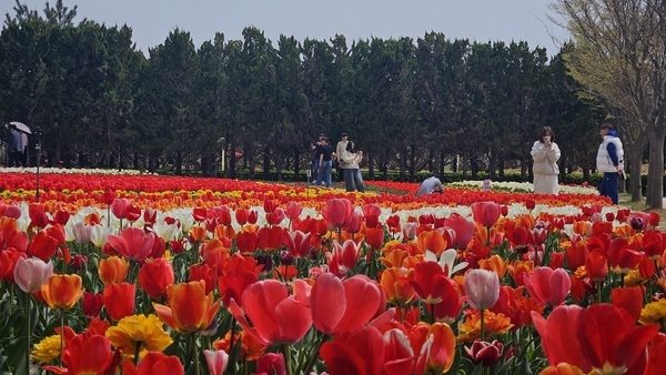 2025 섬 튤립축제... 튤립과 함께한 10일 간의 로맨스 2