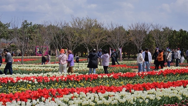 2025 섬 튤립축제... 튤립과 함께한 10일 간의 로맨스 3