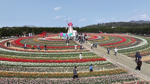 2025 섬 튤립축제... 튤립과 함께한 10일 간의 로맨스 1