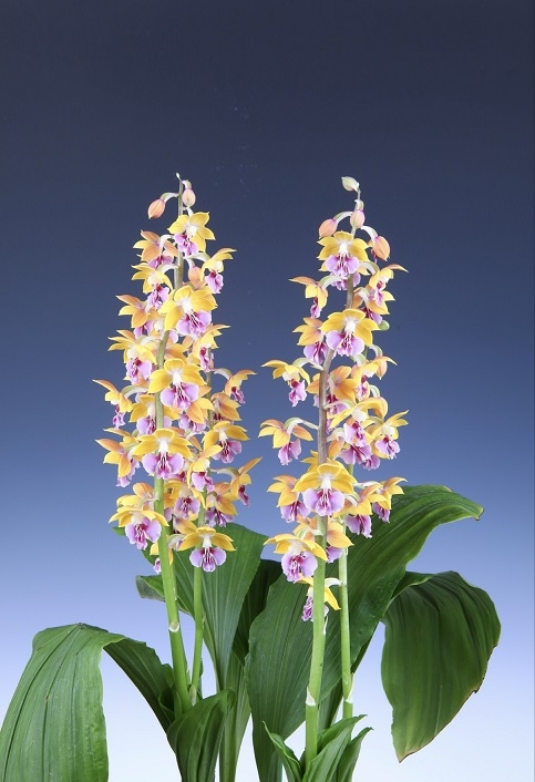 ‘2025전국새우란(蘭)대전’성황리 종료..