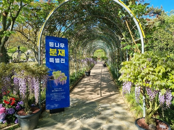 천상의 보랏빛 향연, ‘등나무 분재’ 전시..