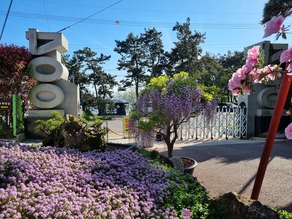 천상의 보랏빛 향연, ‘등나무 분재’ 전시..