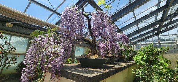 천상의 보랏빛 향연, ‘등나무 분재’ 전시..