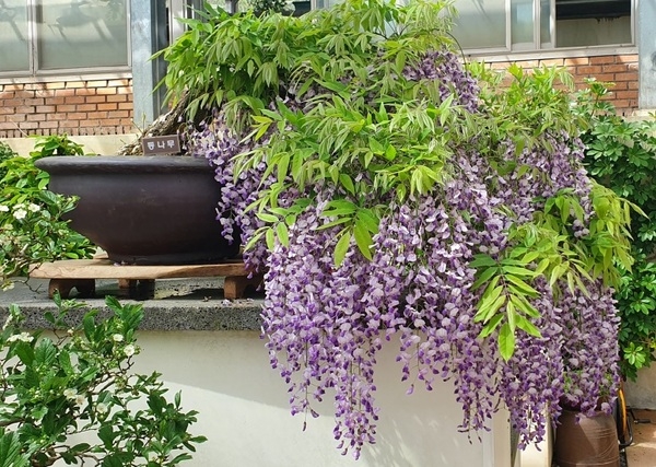 천상의 보랏빛 향연, ‘등나무 분재’ 전시..