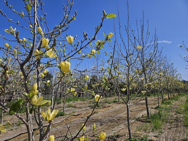 피아노의 섬 자은도에 노란 목련이 활짝..