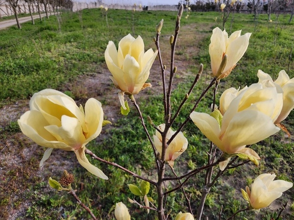 피아노의 섬 자은도에 노란 목련이 활짝..