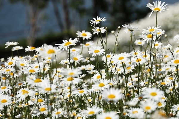 신안군, 첫 샤스타데이지 꽃 축제 개최!..'5. 22일부터 장산도에 하얀 파도가 꽃으로 피어나다' 2