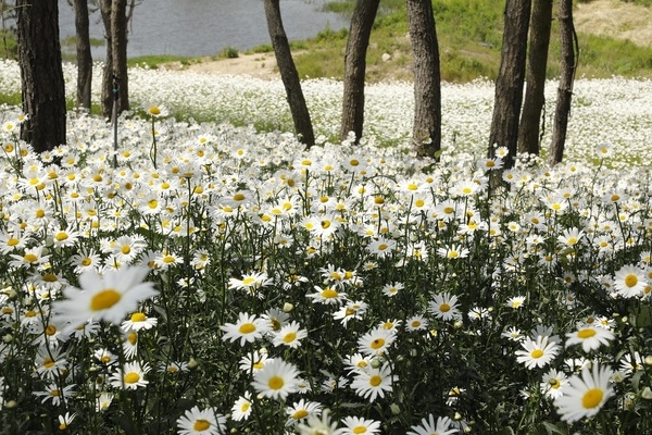 신안군, 첫 샤스타데이지 꽃 축제 개최!..'5. 22일부터 장산도에 하얀 파도가 꽃으로 피어나다' 4