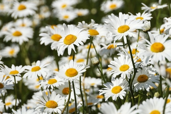 신안군, 첫 샤스타데이지 꽃 축제 개최!..'5. 22일부터 장산도에 하얀 파도가 꽃으로 피어나다' 3