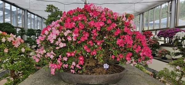 신안군, 붉게 물든 사랑의 정원, ‘철쭉 분재’ 전시..