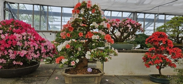 신안군, 붉게 물든 사랑의 정원, ‘철쭉 분재’ 전시..