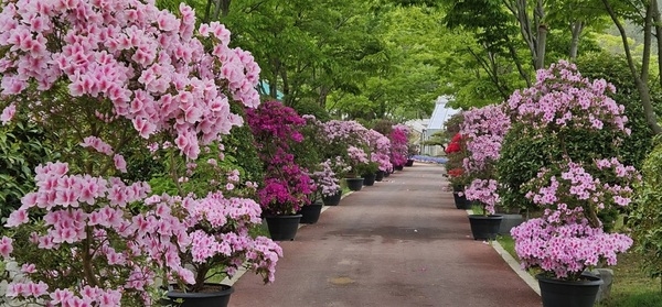신안군, 붉게 물든 사랑의 정원, ‘철쭉 분재’ 전시..