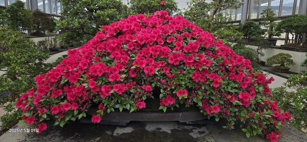 신안군, 붉게 물든 사랑의 정원, ‘철쭉 분재’ 전시..