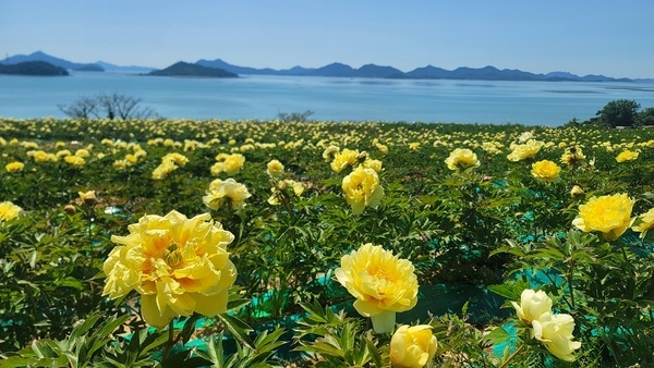 ‘치유의 꽃 정원’ 신안 옥도에서 첫 작약 꽃 축제 개최..