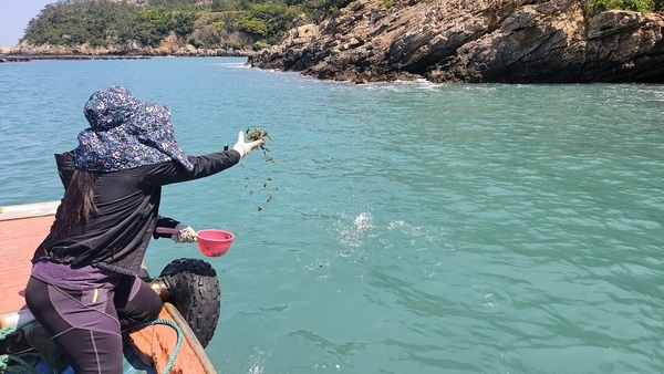 신안군, 청정해역에 어린 해삼 20만 마리 방류..